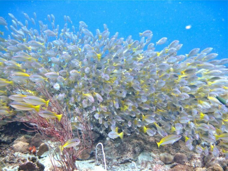 raid-try-dive-in-kota-kinabalu-sabah
