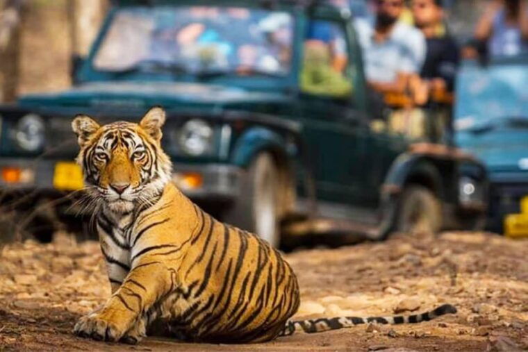 ranthambhore-ranthambhore-tiger-reserve-booking
