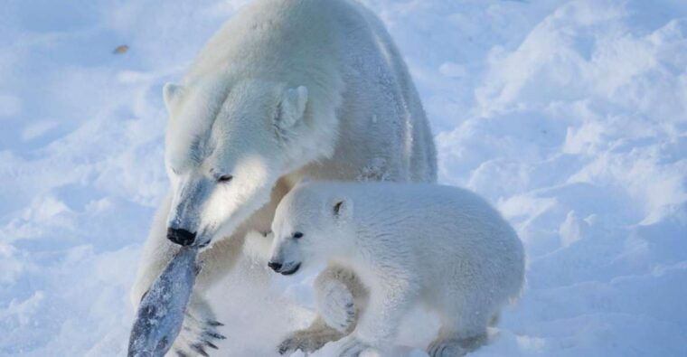 ranua-wildlife-park-guided-tour-from-rovaniemi