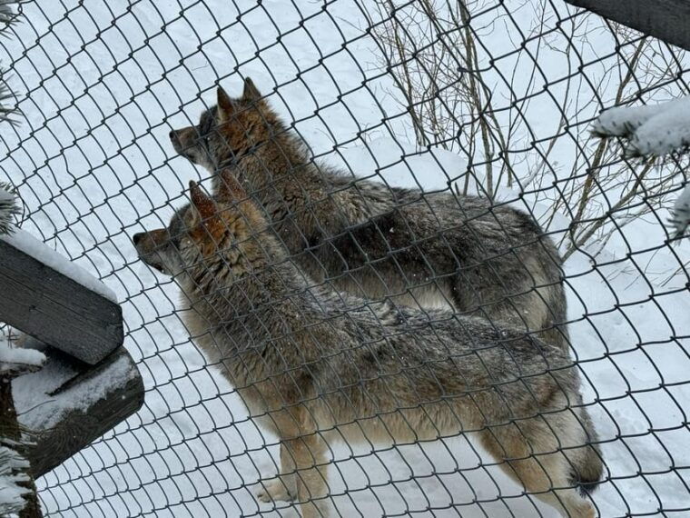 ranua-wildlife-zoo-tour-with-lunch-buffet-included