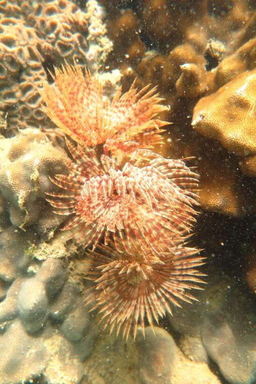 red-river-tours-luxury-professional-scuba-diving-2