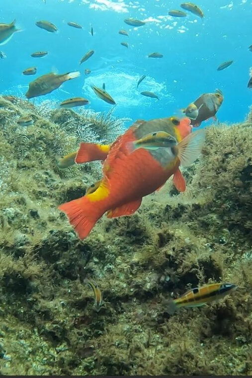 reef-fish-watching