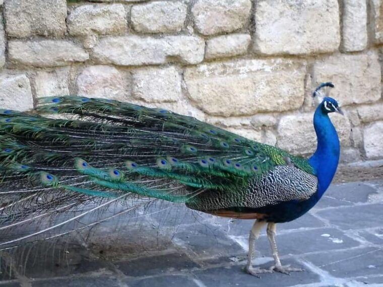 rhodes-butterfly-valley-and-filerimos-hill-bus-trip