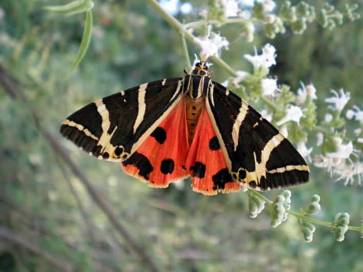 rhodes-butterfly-valley-wine-tasting-tour-small-group