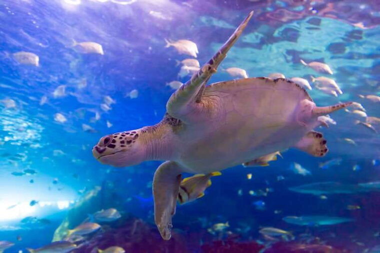 ripleys-aquarium-sharks-after-dark-entry-after-5pm