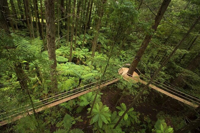 Rotorua Day Trip From Auckland To Visit Te Puia Pohutu Geysers - The Sum Up: Who Will Love This Tour?