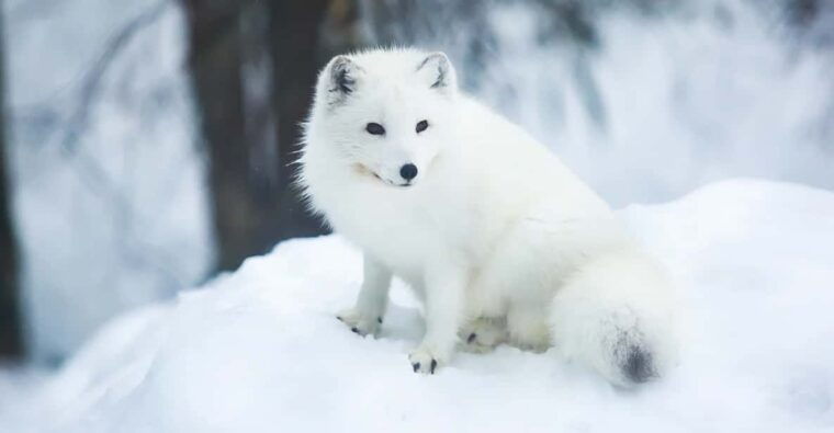 rovaniemi-arctic-animals-sleigh-rides-and-wildlife-zoo