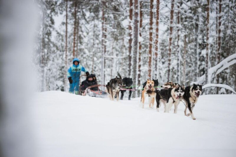 rovaniemi-husky-park-and-reindeer-farm-combo