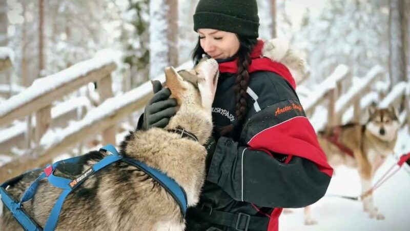 rovaniemi-husky-sled-ride-and-farm-visit