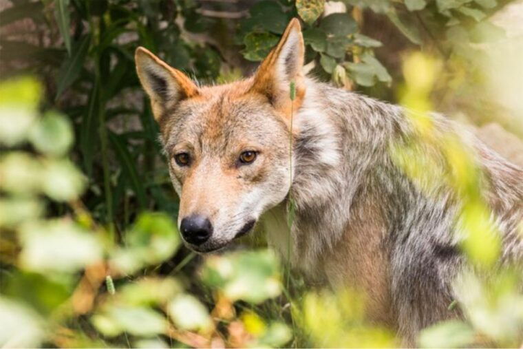 rovaniemi-ranua-zoo-entry-ticket-w-walking-tour-and-lunch