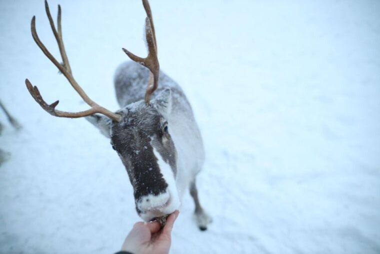 rovaniemi-reindeer-farm-tour-with-sledge-ride-pickup