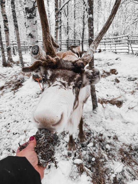 rovaniemi-reindeer-farm-visit-with-sleigh-ride