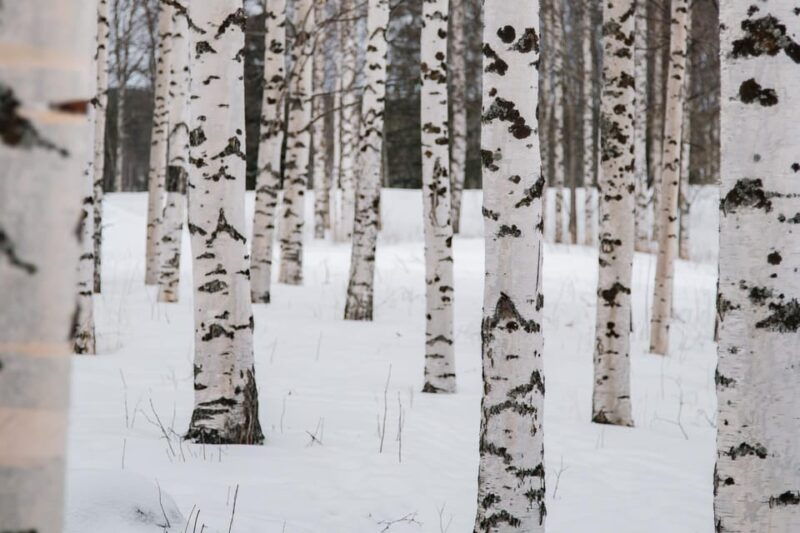 rovaniemi-snowshoeing-in-the-arctic-wilderness