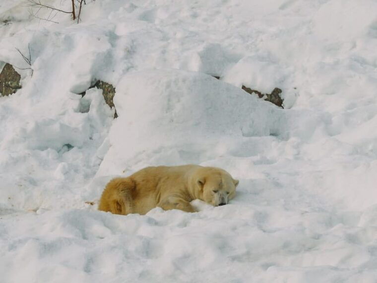 rovaniemi-trip-to-ranua-zoo