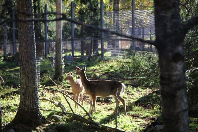 rovaniemi-trip-to-the-ranua-zoo-transportation-tickets
