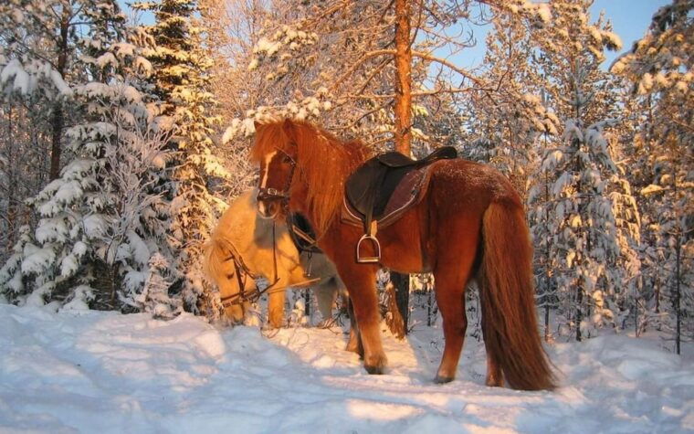 rovaniemi-winter-horse-riding-in-arctic-nature