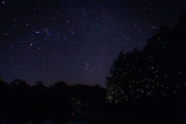 sabah-kawa-kawa-fireflies-sunset-cruise