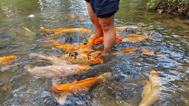 sabah-kundasang-nature-day-tour