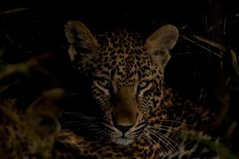 sabie-game-reserve-sunset-safari-with-sundowners