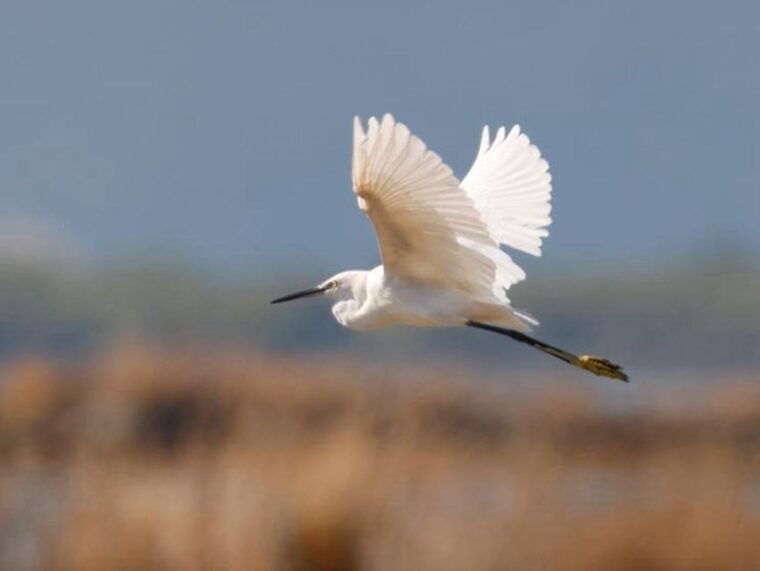 safari-birdwatching-in-vjosa-narta-protected-landscape
