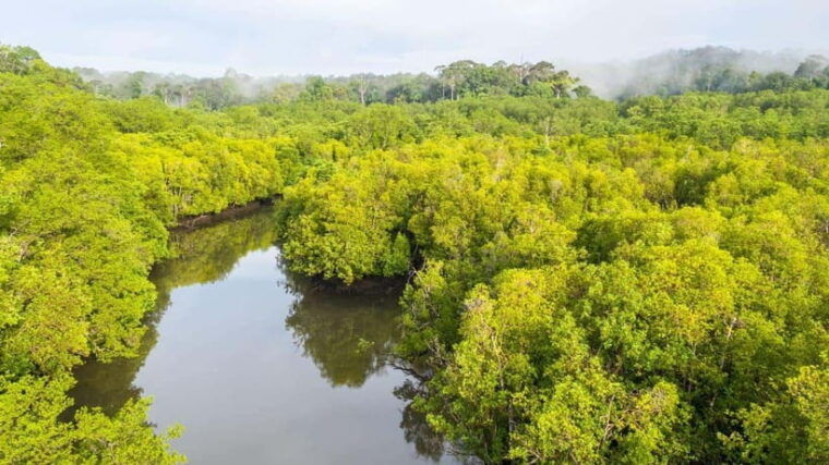 sandakan-orangutan-sun-bear-fireflies-and-mangrove-cruise