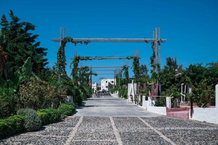 santorini-wine-tasting-and-vineyard-tour