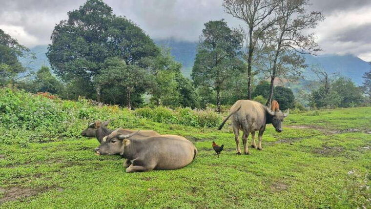 sapa-villages-and-rice-terraced-trekking-1day