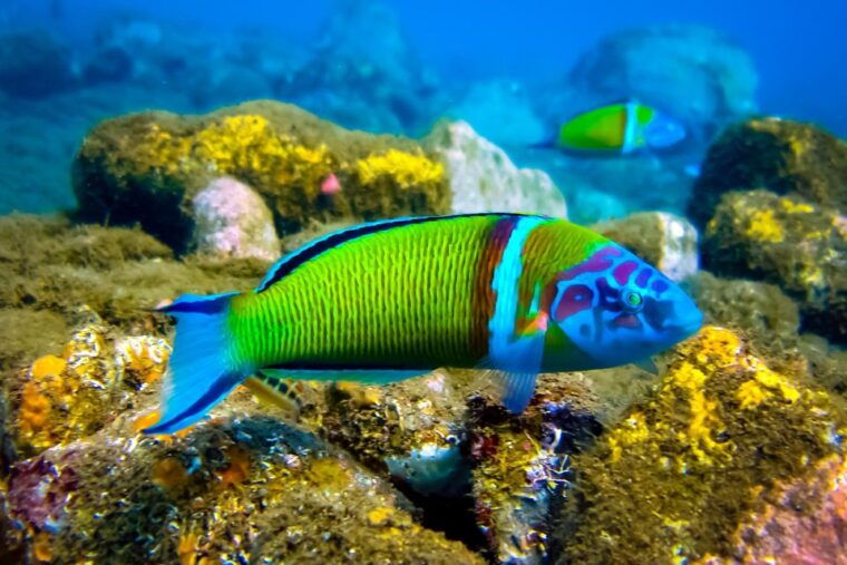 scuba-diving-for-beginners-in-crystal-clear-sea-of-halkidiki
