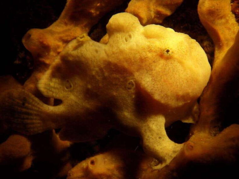 scuba-diving-in-boracay-ssi-basic-diver-for-beginners