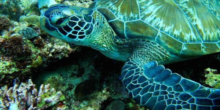 scuba-diving-in-boracay-ssi-open-water-certification