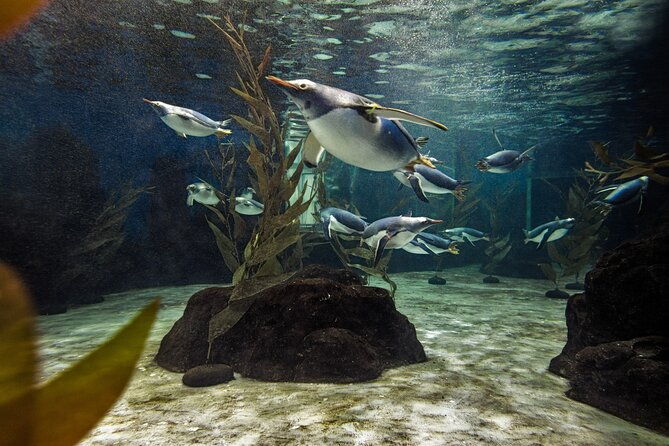 SEA LIFE Sydney Aquarium Entrance Ticket - Final Thoughts