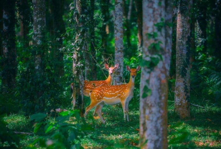 see-fireflies-wild-animals-in-cuc-phuong-national-park