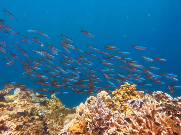 semporna-mabul-and-kapalai-trip-in-snorkel-or-dive-lunch