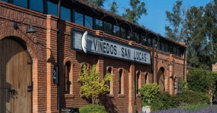 sensory-wine-tasting-experience-at-san-lucas-vineyard