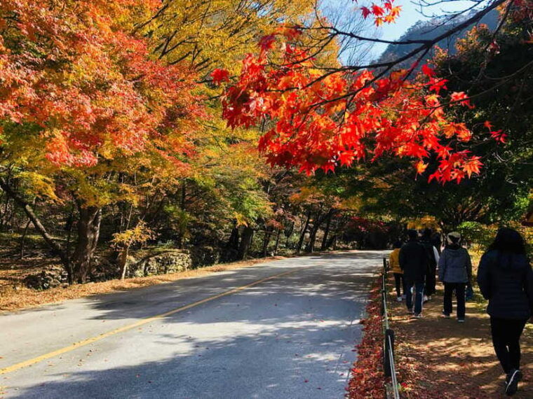 seoul-autumn-foliage-mt-naejang-jeonju-hanok-village