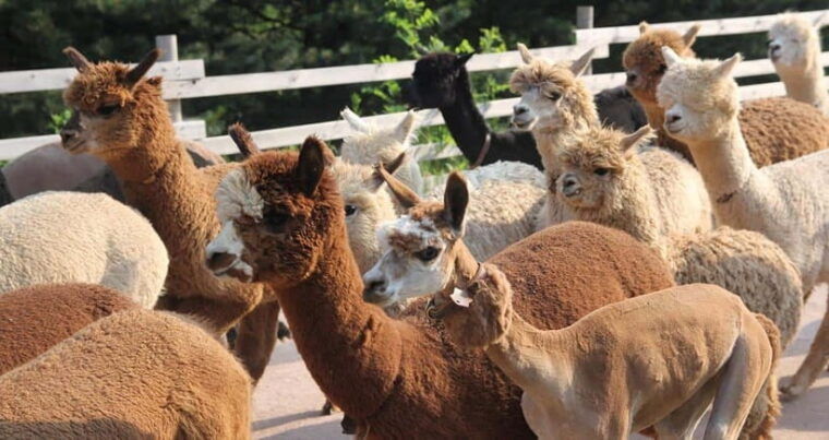 seoul-nami-island-alpaca-world-railbike-healing-park