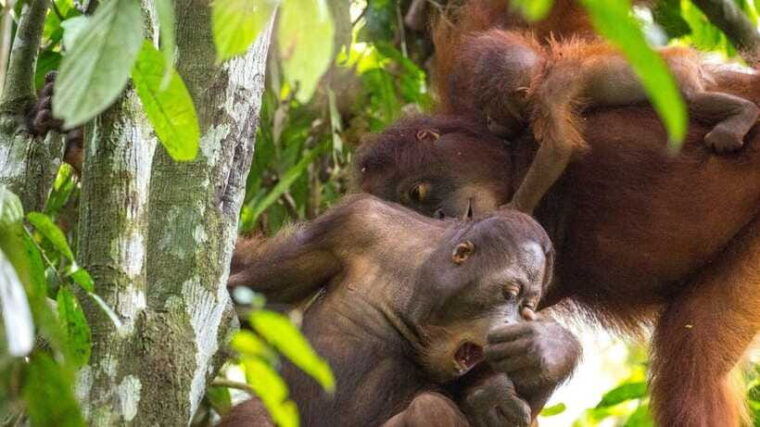 sepilok-orangutan-sun-bear-half-day-tour-sandakan