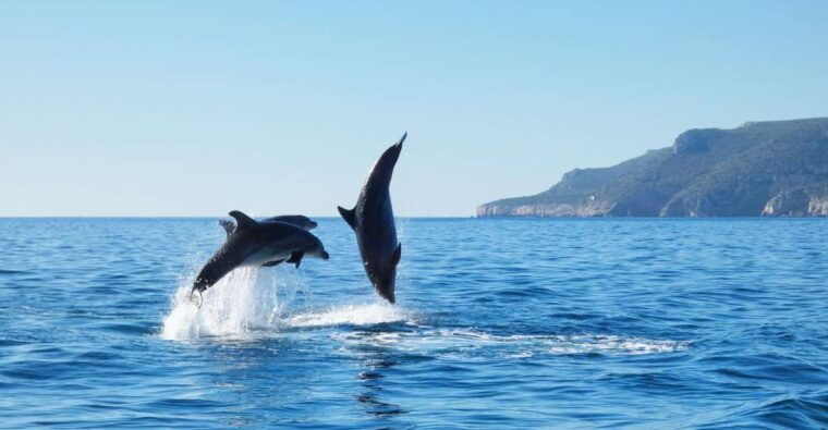 sesimbra-arrabida-dolphin-watching-boat-tour-with-biologist