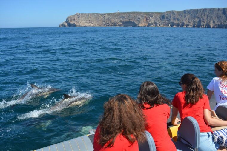 sesimbra-dolphin-watching-boat-tour-with-biologist-guide