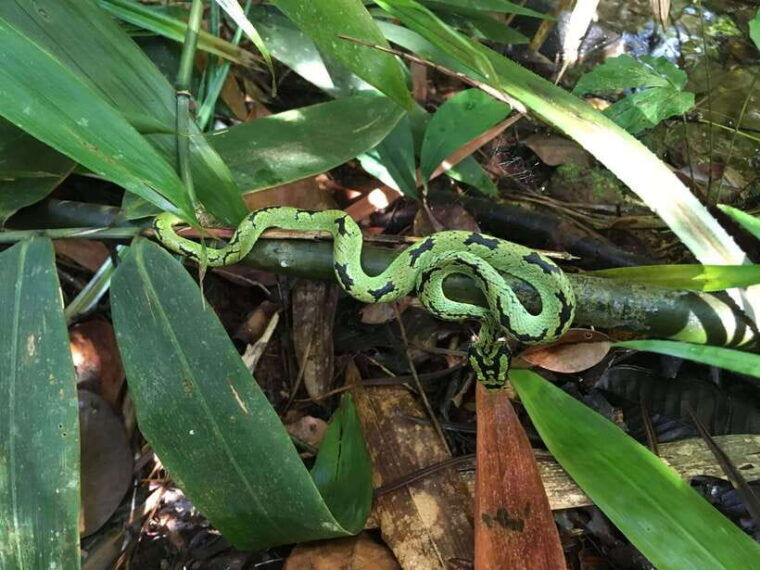 sinharaja-rainforest-day-trip-from-colombo-or-negombo