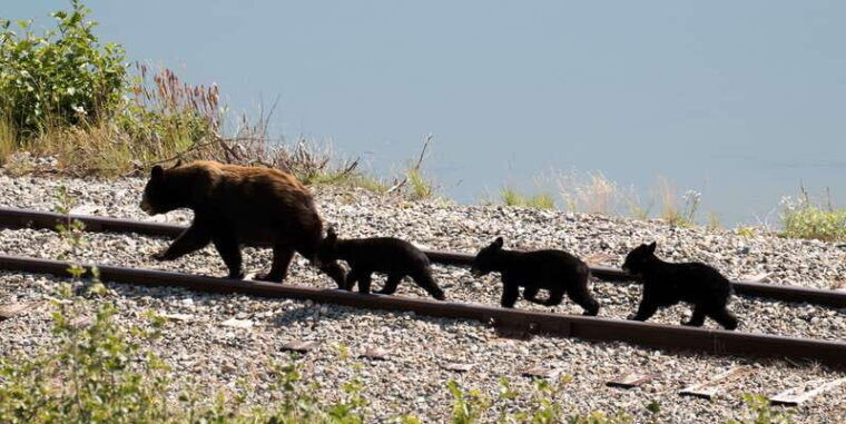 skagway-yukon-white-pass-husky-sled-camp-combo-tour-2
