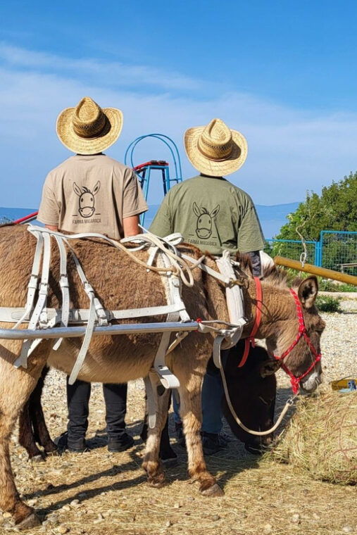 smrika-near-rijeka-krk-crikvenica-donkey-farm-entry-ticket