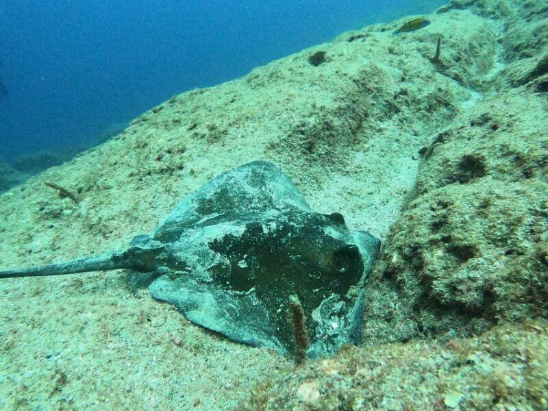 snorkeling-in-terceira-island