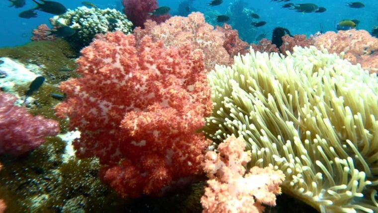 snorkeling-program-1-private-boat-lunch-included