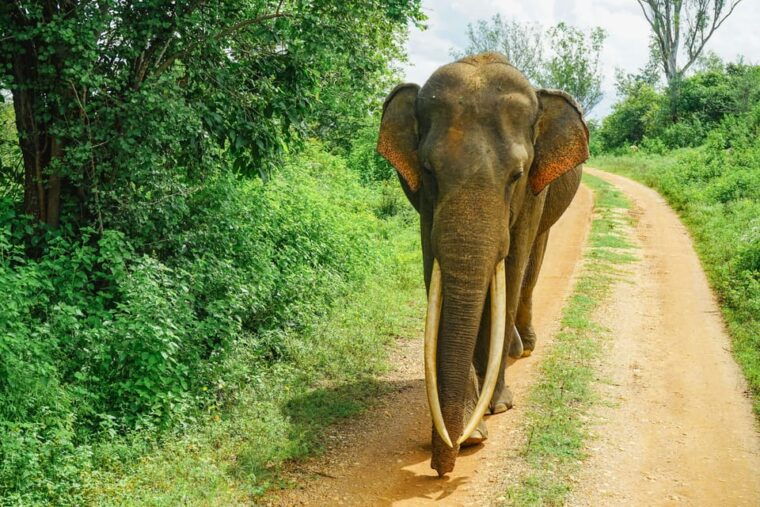 sri-lanka-12-day-private-round-tour-car-guide-hotel-food