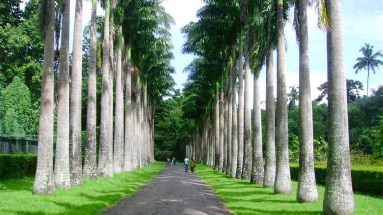 sri-lanka-4-day-kandy-nuwara-eliya-tea-hill-country-tour