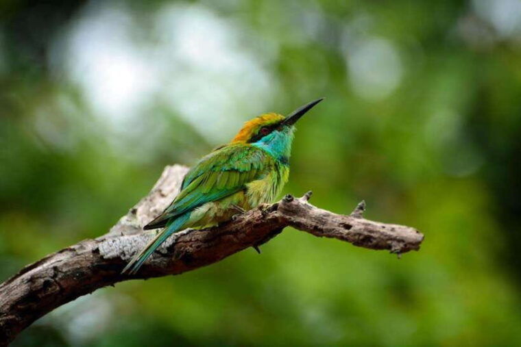sri-lanka-6-day-wildlife-safari-private-tour