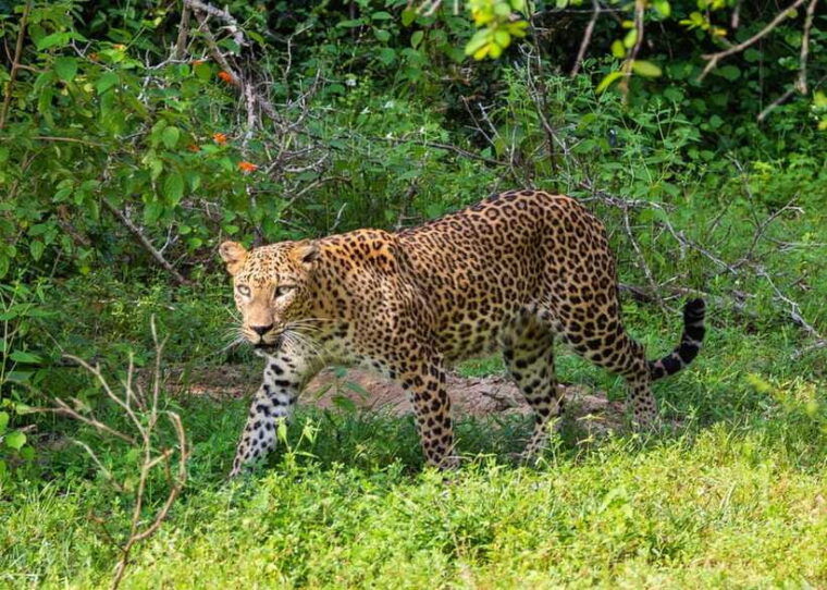 sri-lanka-9-day-private-tour-hotels-meals-guide-transport