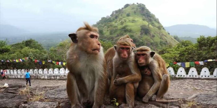sri-lanka-bentota-day-trip-to-sigiriya-and-dambulla-temple