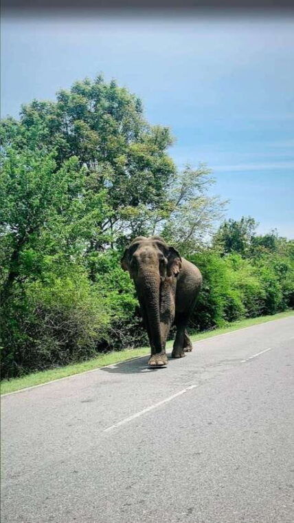 sri-lanka-bentota-motorbike-sightseeing-tours